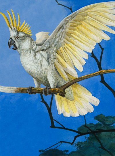 Sulphur-Crested Cockatoo by English School